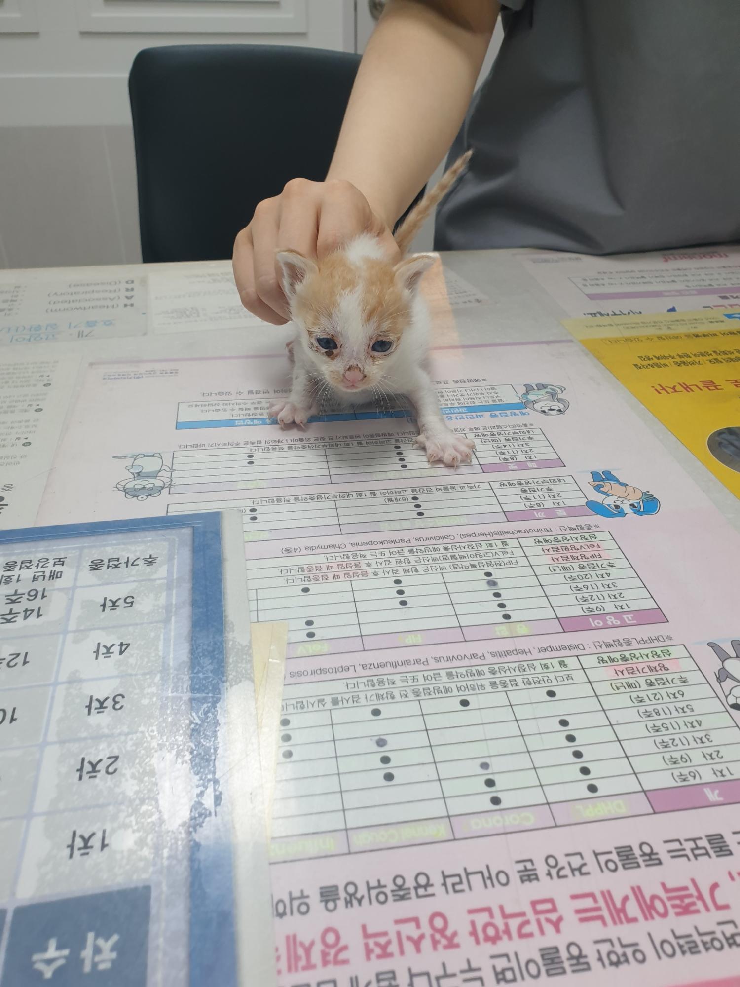 대구시수의사회(평리)_427343202300598